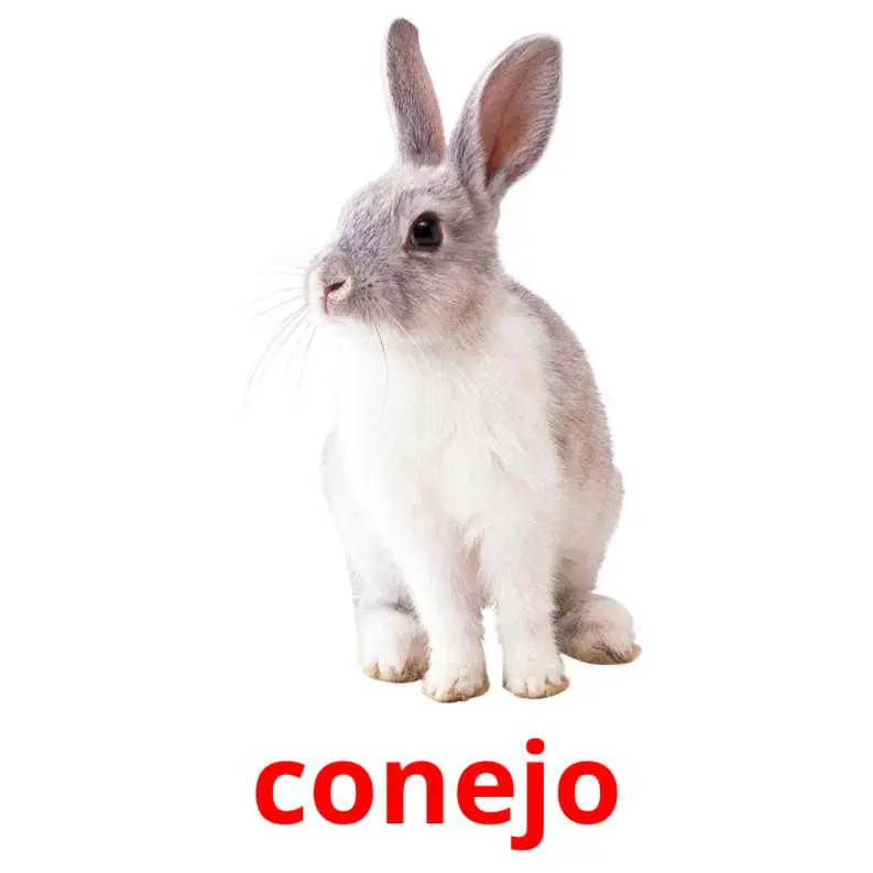 conejo