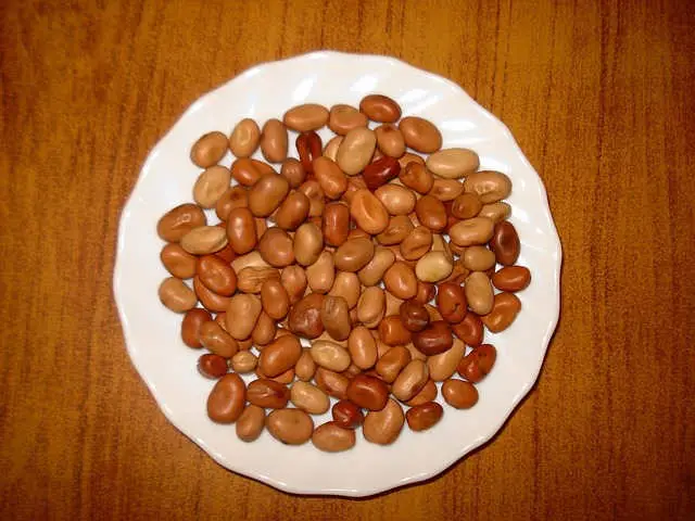 Características Botánicas