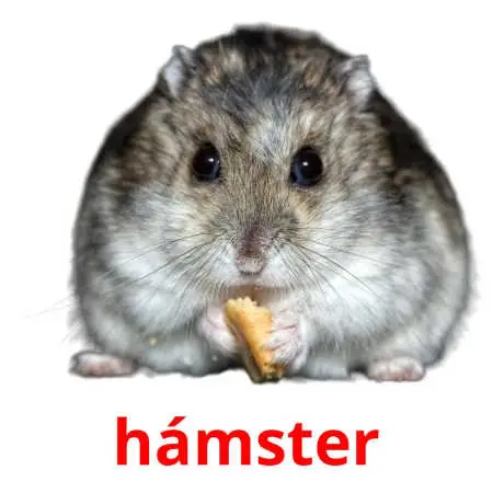 hámster