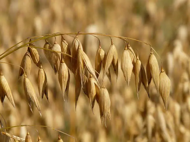 Tipos de Avena y su Cultivo