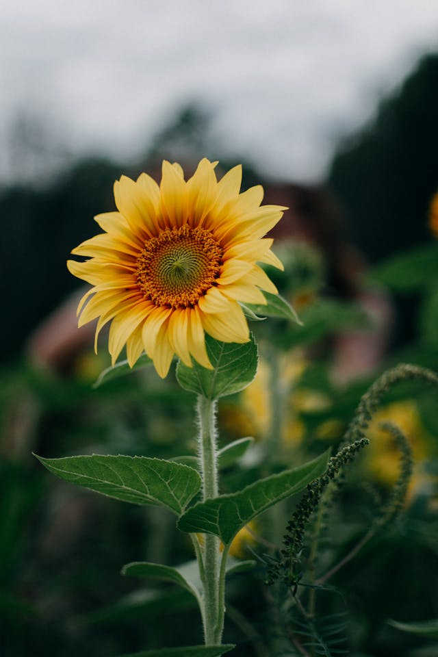Usos del Girasol