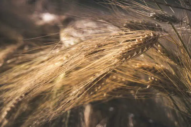 Cebada en la Agricultura