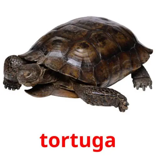 tortuga